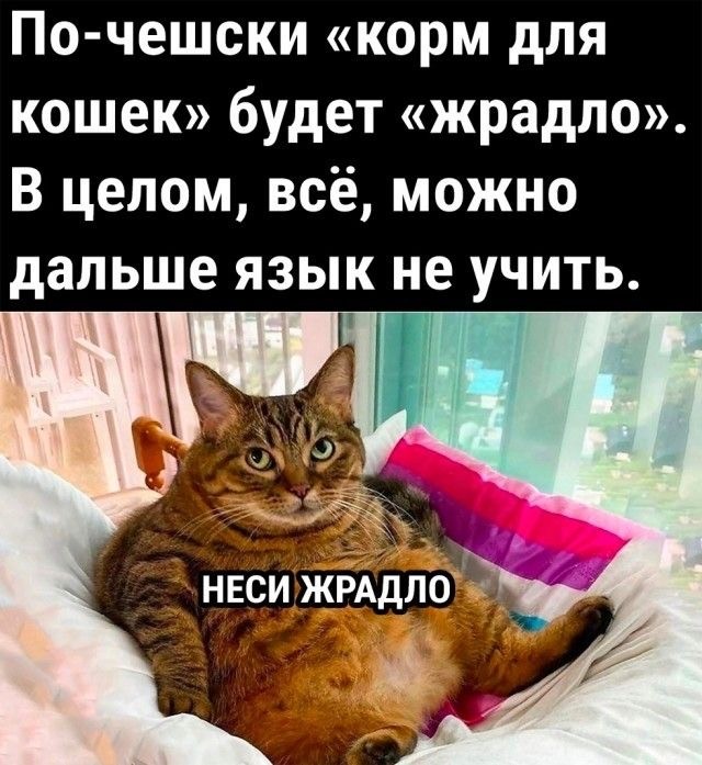 Ветврач объяснил, почему кошек надо часто кормить (пост проплачен мурчащими)