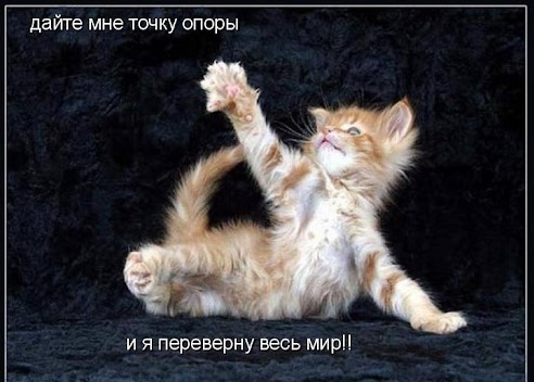 Где котам физику преподают?