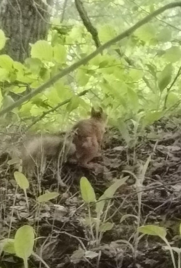 А у нас как-то так