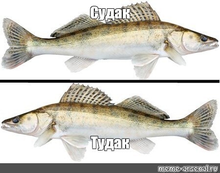 Немного тупого юмора на понедельник.