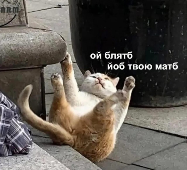 К котовторнику: подборка картинок-баянов с котиками и про котиков. Выпуск 39.