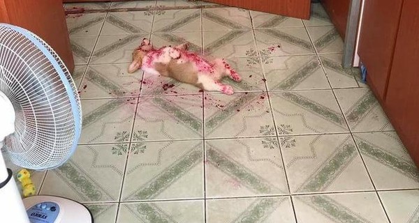 Готовка