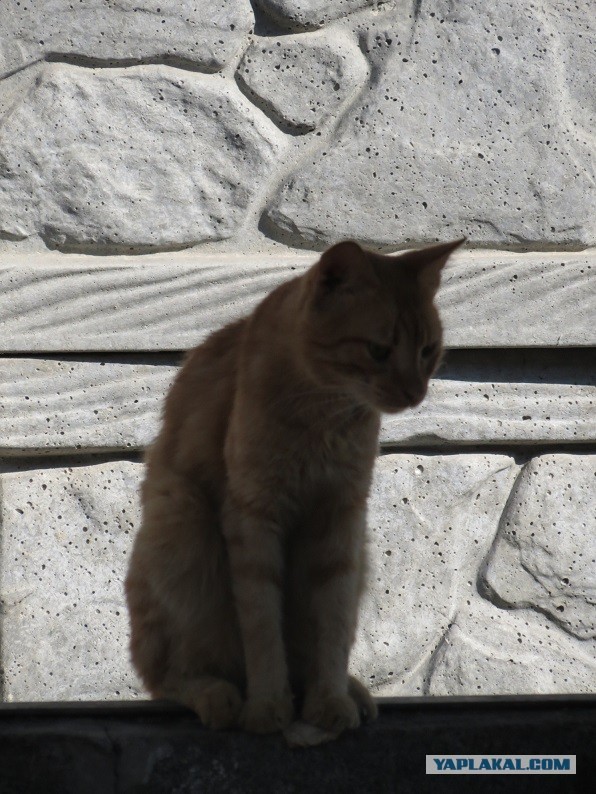 Коты Севастополя