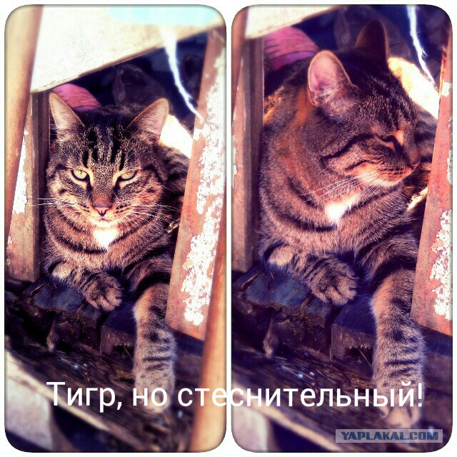 Котовторник 26.11.2013