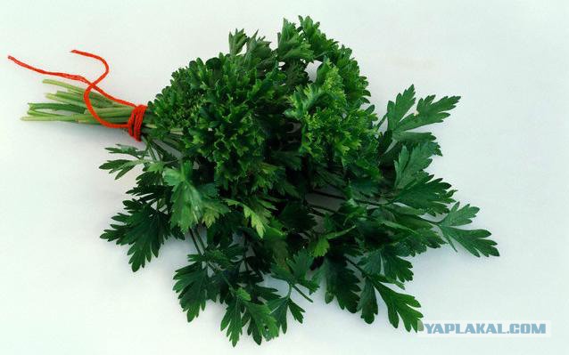 Где яблоки растут!