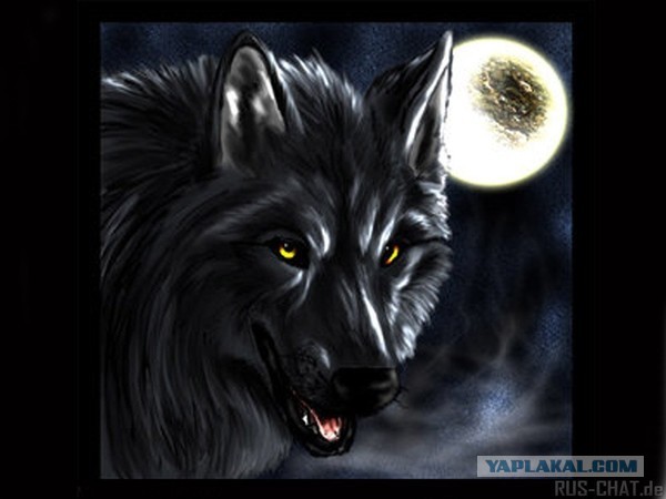 Черный волк