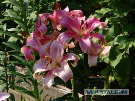 Хочу на дачу