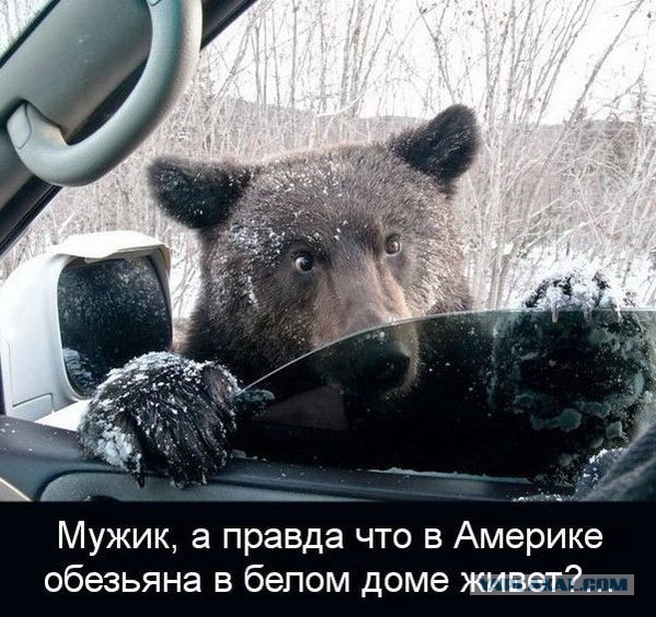 Медведи почти на все случаи жизни