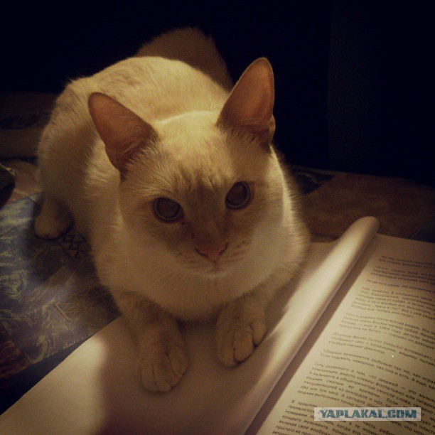 Котовторник 09.09.2014
