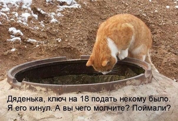 Забавные картинки из интернетов
