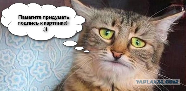 Для создания, смешные картинки придумай подпись