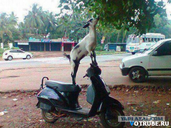 Забавные картинки из Сети