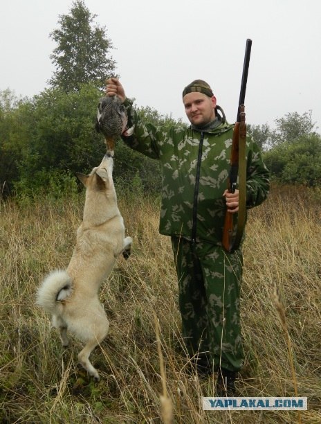 А вы любите курочку?