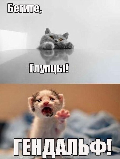 25 котофотоприколов.
