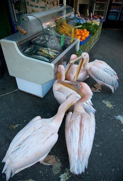 Наглые пернатые морды