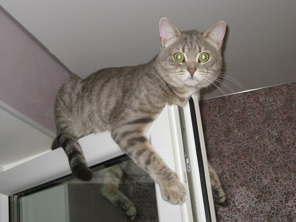 Котовторник 14.07.2015