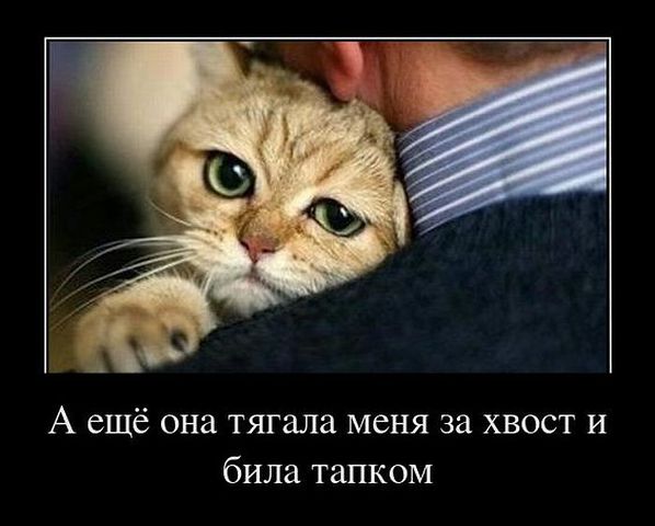 Страшнее кошки зверя нет!