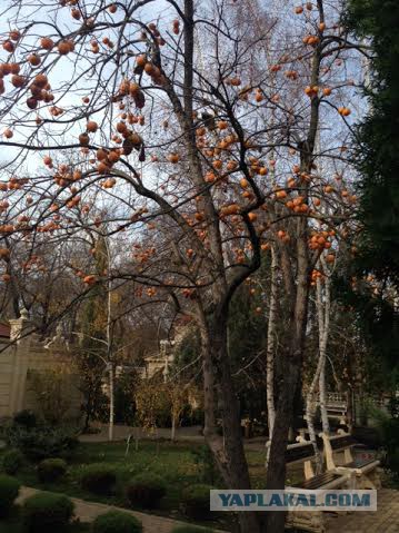 Цель страны до конца года