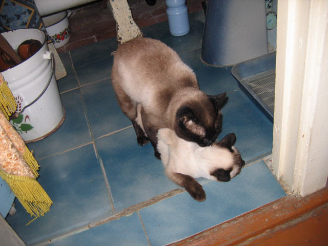 Коты, кошки, котята