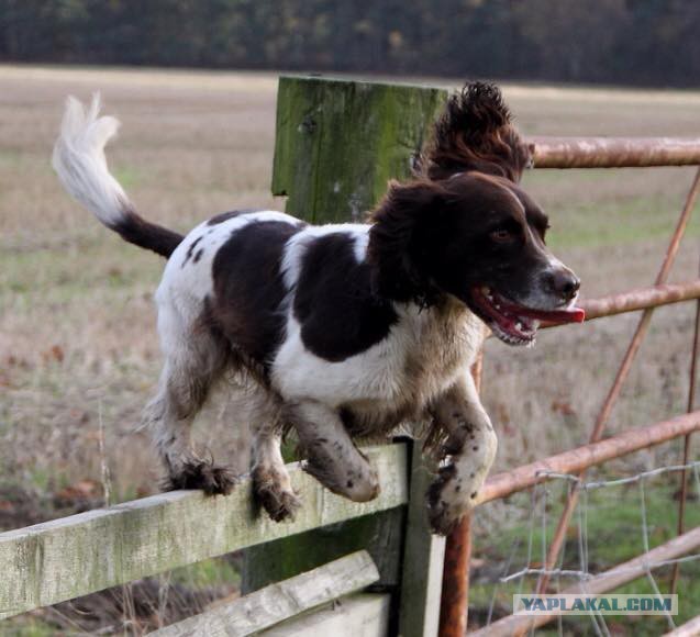 Собакочетверг