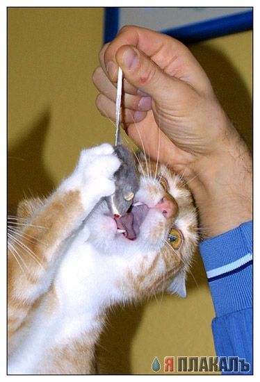 Коты, кошки, котята