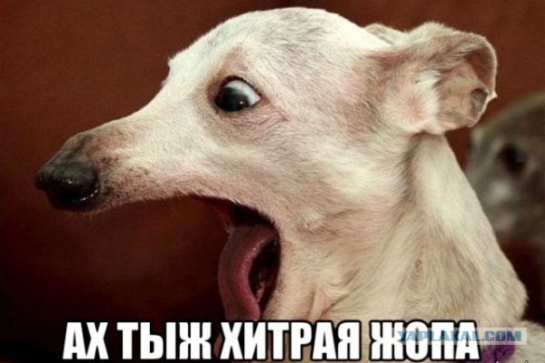 Хитрый батя