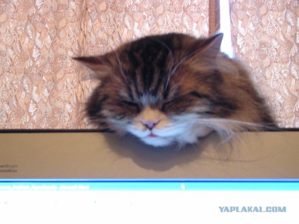 Котовторник - начало