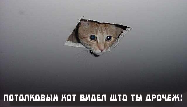 Вторник! Кашаки!