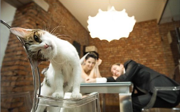 Коты и Кошки