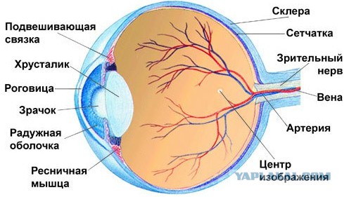 Что ищут офтальмологи на глазном дне?
