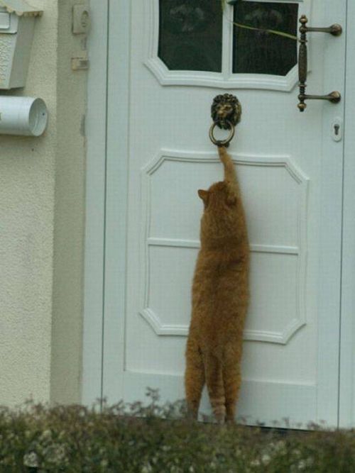 Коты и Кошки