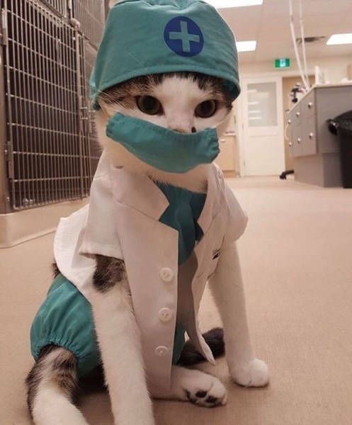 Коты и Кошки