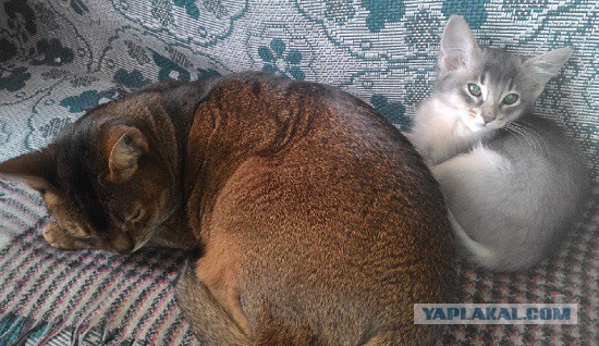 Мы не рабы! Рабы не мы! (котовторнику посвящается)