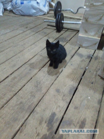 Котовторник