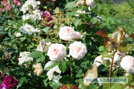Почему российская дача убивает