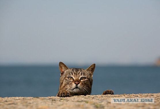 Котовторник на ЯПлакалъ! От числа 09.09.08