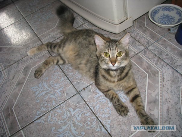 Котовторник на ЯПлакалъ