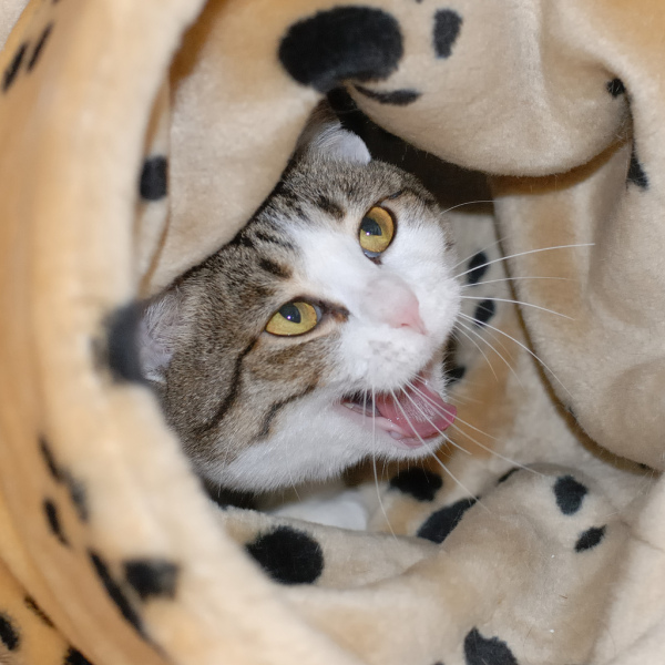 А как же котовторник?
