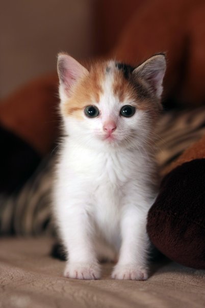 Котовторник с Максом