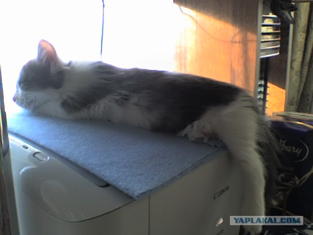 Сонный Котовторник