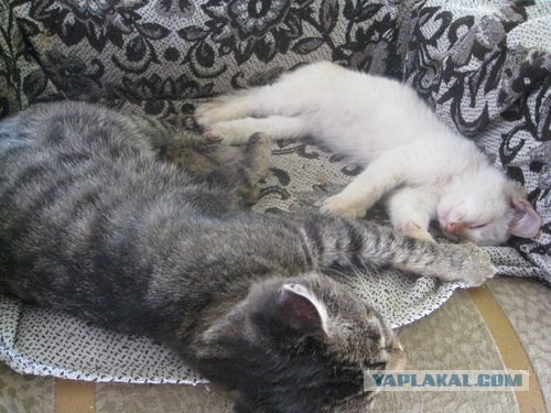 Котовторник так котовторник!