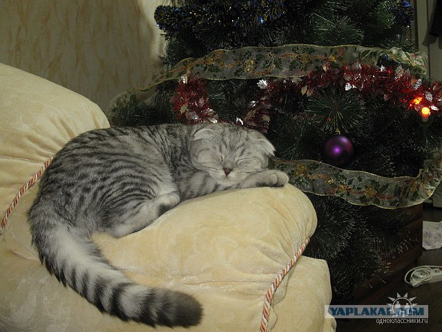 Котовторник (24. 01. 2012 )
