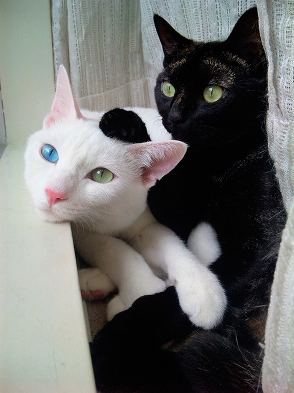 Коты и кошки, которые идеально смотрятся вместе