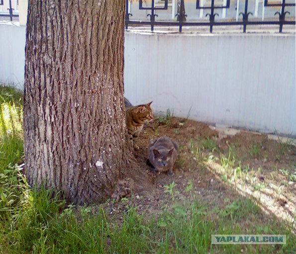 Котовторник 22.05.2012