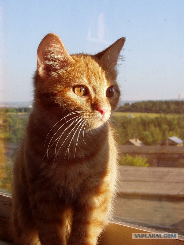 Котовторник 07.08.2012