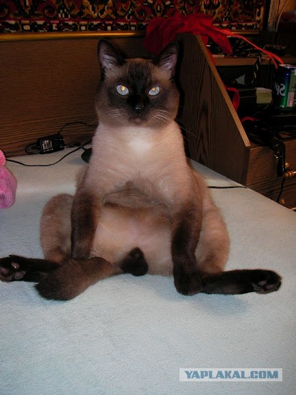 Котовторник  4.09.12