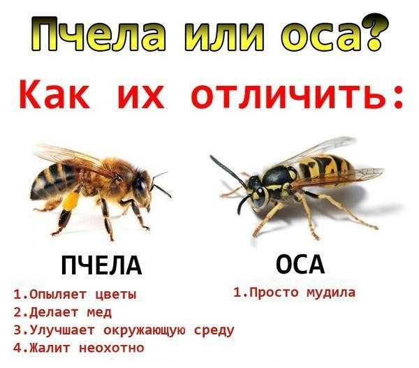 Не бро