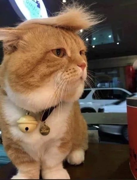 Правильный кот пользуется унитазом, а не лотком