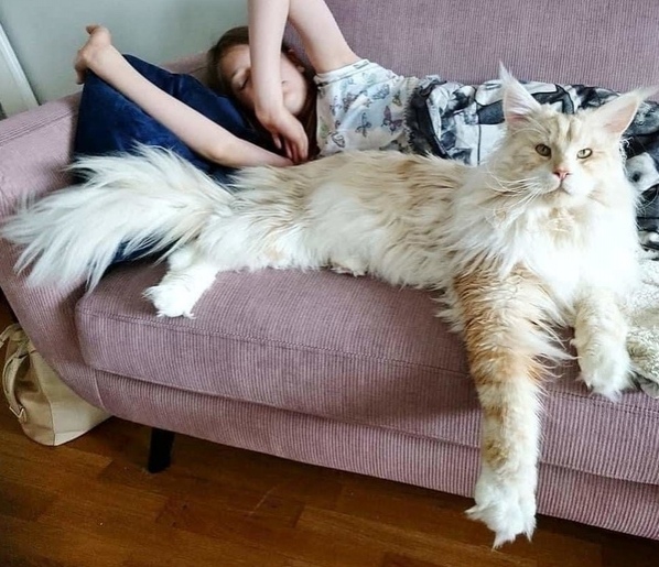 Эти забавные животные