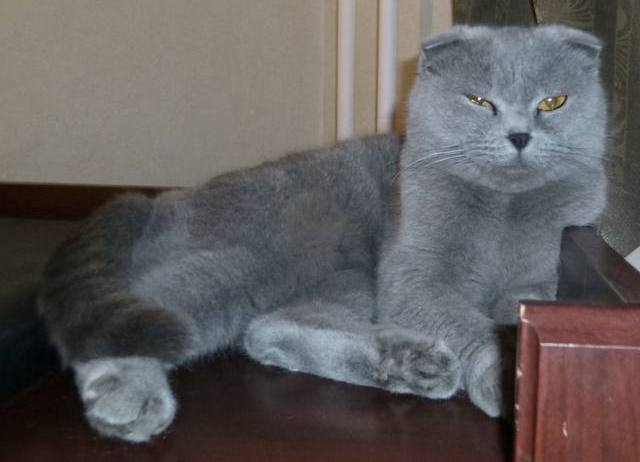 Господа и дамы ЯПа! Котовторник у нас начался! Отойдите от политоты и давайте котиков побольше!